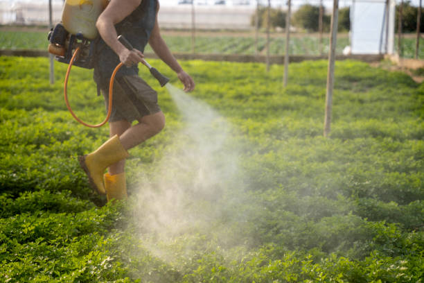 Professional Pest Control in Imperial Beach, CA
