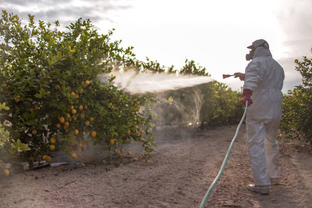Best Emergency Pest Control  in Imperial Beach, CA